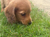Long hair mini dachshund