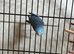 Baby parrotlets