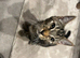 Looking to rehome