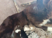 BORDER COLLIE PUP READY FOR NEW HOME LAST ONE LEFT BOY