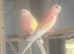 Pair of rubino bourkes