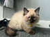 Seal point ragdoll last male kitten