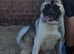 KC Registered Akita