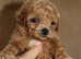 F1 Poochon puppies Health Tested parents