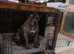 Stunning female mastiff mix puppy