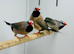 Finches
