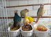 Hand tame Conures