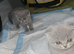 Beautiful British Shorthair & Scottish Fold Kittens Looking for Loving Homes