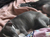 Beautiful staffy pups