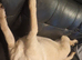 Labrador female aged 2 years