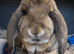 French lops available