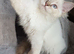 Chocolate TICA lynx mitted Ragdoll