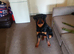 Rottweiler male top male