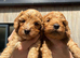 Cockapoo show type toy size