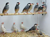Java finches