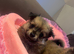 Pomchi puppies for sale
