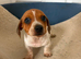 Jack russell x miniature dachshund
