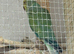 Pair of cleartails 2024 birds