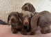 Minature dashund puppies