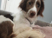 3 year old cocker spaniel cross