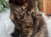 FLUFFY TORTIE FEMALE KITTENS 2 LEFT