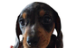 3 beautiful Mini Dachshunds.