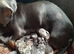 Dashhound puppies