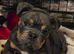 Absolutely adorable English bulldog baby's for sale