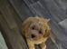 .️ Stunning F1 Maltipoo Puppy &ndash; Ready for His Forever Home