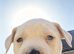 Puppies for sale