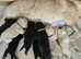 Gorgeous KC registered Labrador puppies
