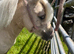 Registered 2yr old miniature Shetland filly