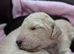 Cockapoo puppies