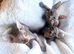 3 Sphynx babies left!
