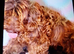 Cockapoodle