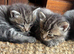 Amazing Kittens - ready for new homes now