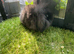 Seal point and sable mini lion lop baby rabbits