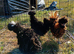 Polish frizzle bantams X3