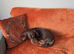 Gorgeous dachshund