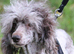 Stunning chocolate Merle poodle boy