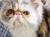 5 year old pure Persian spayed female.