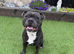 ZIGGY SBT EAST MIDLANDS STUD