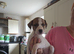 6 lurcher puppies