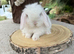 Baby blue eyed white mini lops
