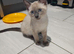 Ragdoll x sphynx last boy left