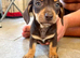 DAUSCHOUNDS PUPPIES READY 30TH AUGUST