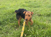 7 month old patterdale looking for a new home due to owner passing away