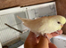 Tame baby budgies