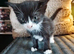 Lovely kitten's
