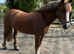 Beautiful Welsh project mare